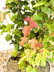 Feuerahorn Acer Tataricum Ginnala mit grünen und roten Blättern in einem Topf vor hellem Hintergrund.