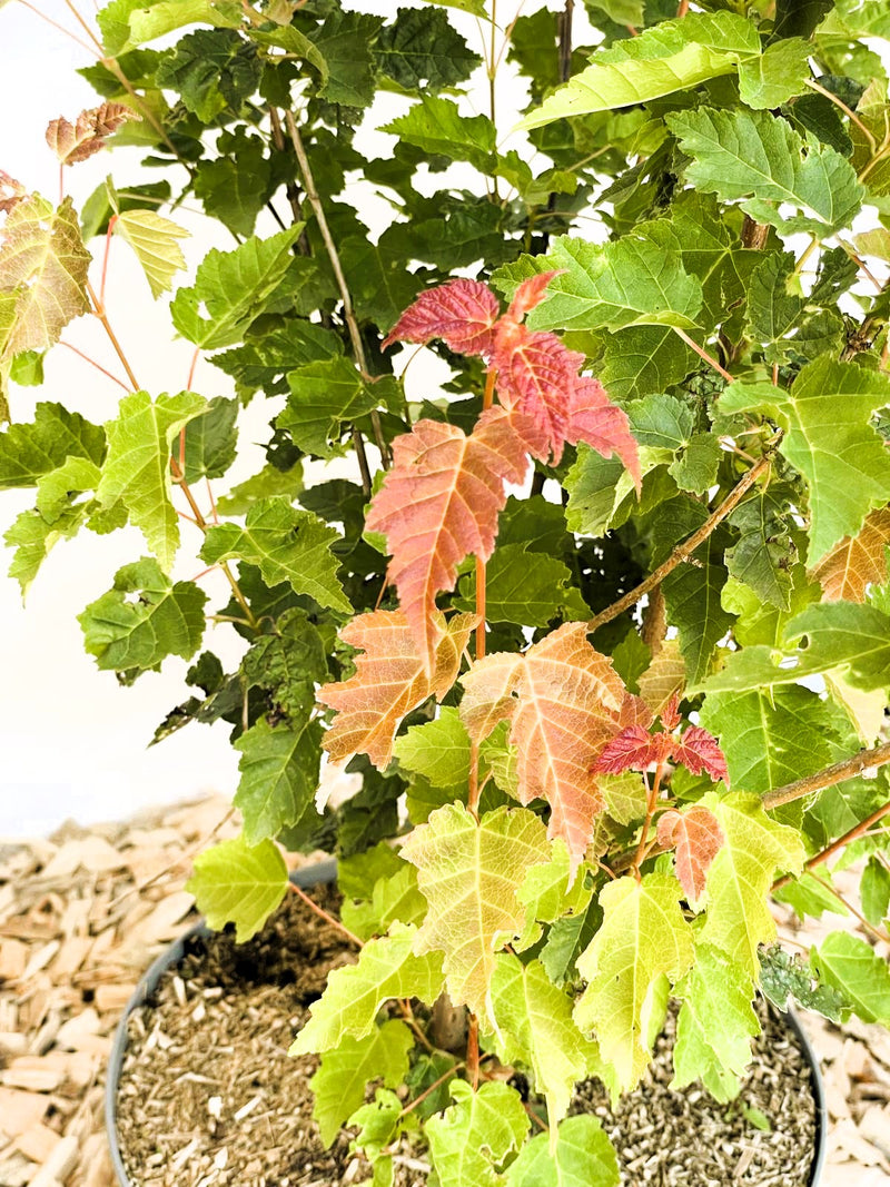 Feuerahorn Acer Tataricum Ginnala mit grünen und roten Blättern in einem Topf vor hellem Hintergrund.