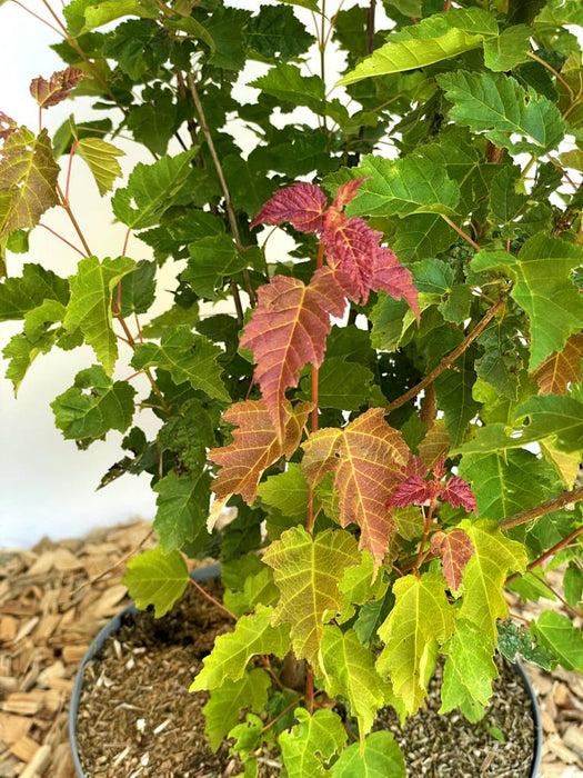 Feuerahorn Acer Tataricum Ginnala mit grünen und roten Blättern in einem Topf vor hellem Hintergrund.