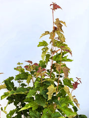 Feuerahorn Acer Tataricum Ginnala mit grünen und roten Blättern vor klarem Himmel, Nahaufnahme von oben.