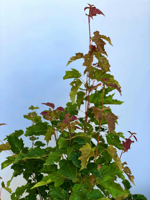 Feuerahorn Acer Tataricum Ginnala mit grünen und roten Blättern vor klarem Himmel, Nahaufnahme von oben.