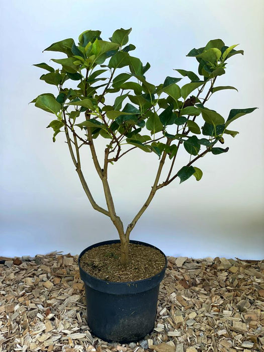 Flieder Syringa vulgaris Michel Buchner mit grünen Blättern in schwarzem Topf auf Holzspänen vor hellem Hintergrund.