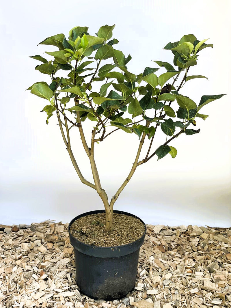 Flieder Syringa vulgaris Michel Buchner mit grünen Blättern in schwarzem Topf auf Holzspänen vor hellem Hintergrund.