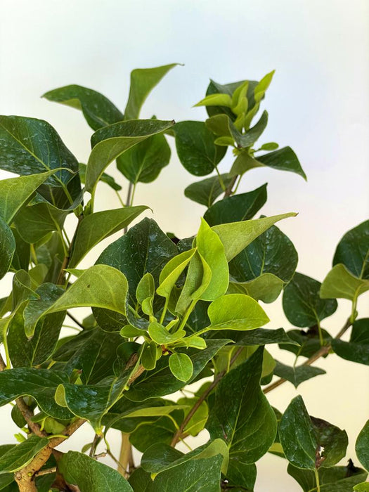 Grüne Blätter des Flieder Syringa vulgaris Michel Buchner vor hellem Hintergrund, Nahaufnahme.