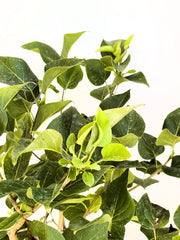 Grüne Blätter des Flieder Syringa vulgaris Michel Buchner vor hellem Hintergrund, Nahaufnahme.