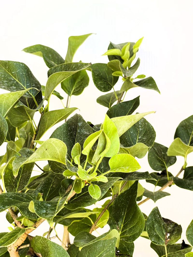 Grüne Blätter des Flieder Syringa vulgaris Michel Buchner vor hellem Hintergrund, Nahaufnahme.