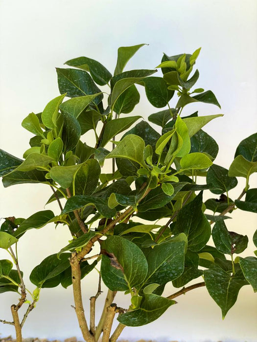 Flieder Syringa vulgaris Michel Buchner mit grünen Blättern und jungen Trieben vor hellem Hintergrund.