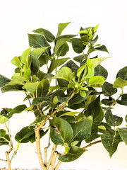 Flieder Syringa vulgaris Michel Buchner mit grünen Blättern und jungen Trieben vor hellem Hintergrund.