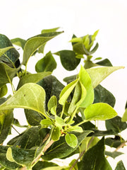 Grüne Blätter des Flieder Syringa vulgaris Michel Buchner vor hellem Hintergrund, Nahaufnahme ohne Blüten.