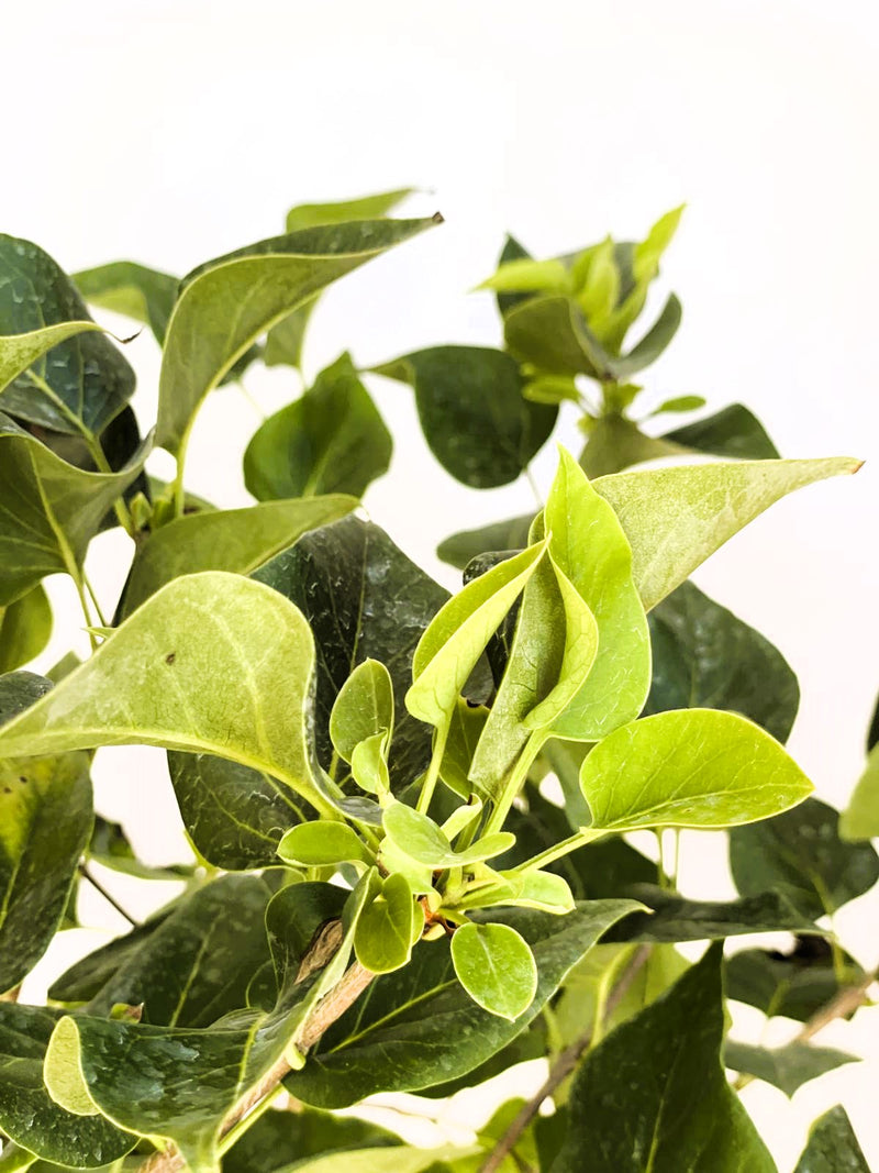 Grüne Blätter des Flieder Syringa vulgaris Michel Buchner vor hellem Hintergrund, Nahaufnahme ohne Blüten.