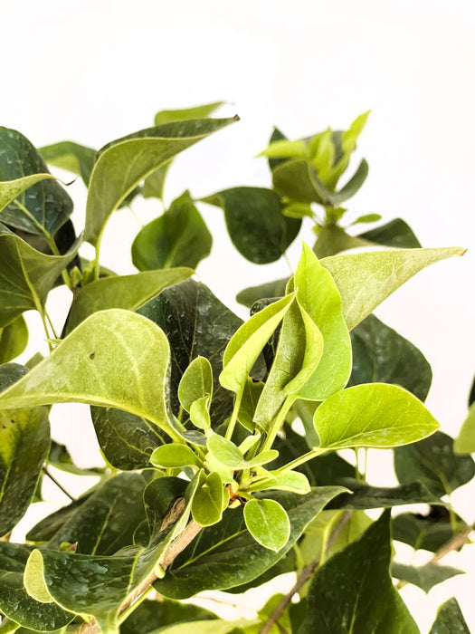 Grüne Blätter des Flieder Syringa vulgaris Michel Buchner vor hellem Hintergrund, Nahaufnahme ohne Blüten.