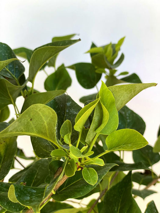 Grüne Blätter des Flieder Syringa vulgaris Michel Buchner vor hellem Hintergrund, Nahaufnahme ohne Blüten.