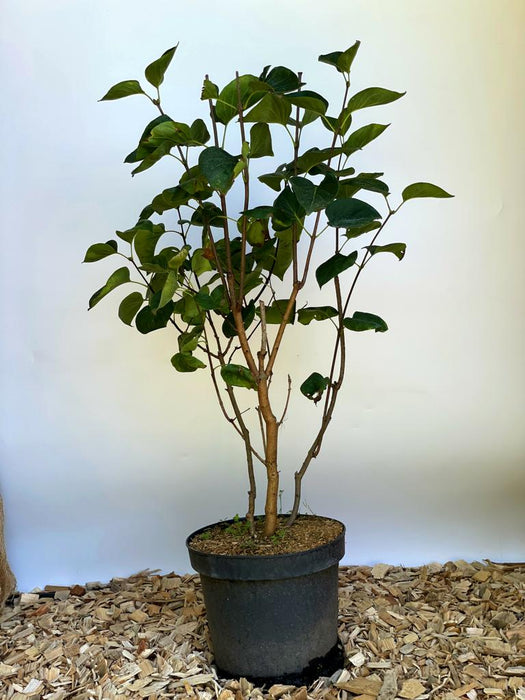 Flieder Syringa vulgaris Sensation mit grünen Blättern in schwarzem Topf auf Holzspänen vor hellem Hintergrund.