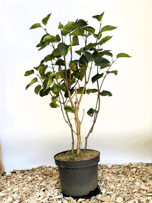 Flieder Syringa vulgaris Sensation mit grünen Blättern in schwarzem Topf auf Holzspänen vor hellem Hintergrund.