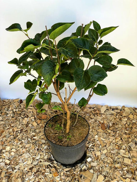 Flieder Syringa vulgaris Sensation mit grünen Blättern in schwarzem Topf auf Holzspänen vor weißem Hintergrund.