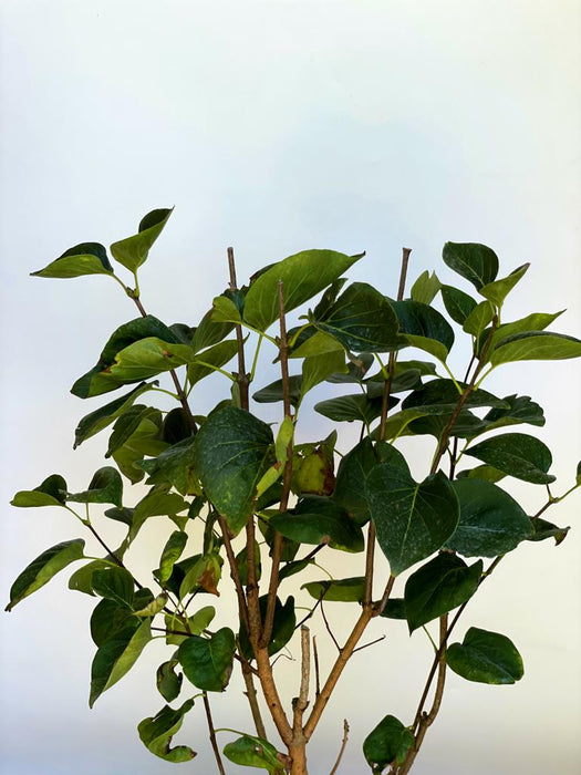 Flieder Syringa vulgaris Sensation