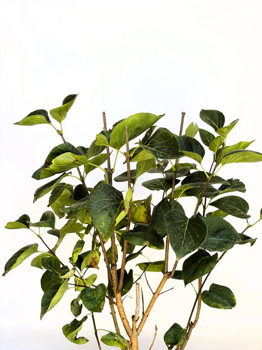 Flieder Syringa vulgaris Sensation