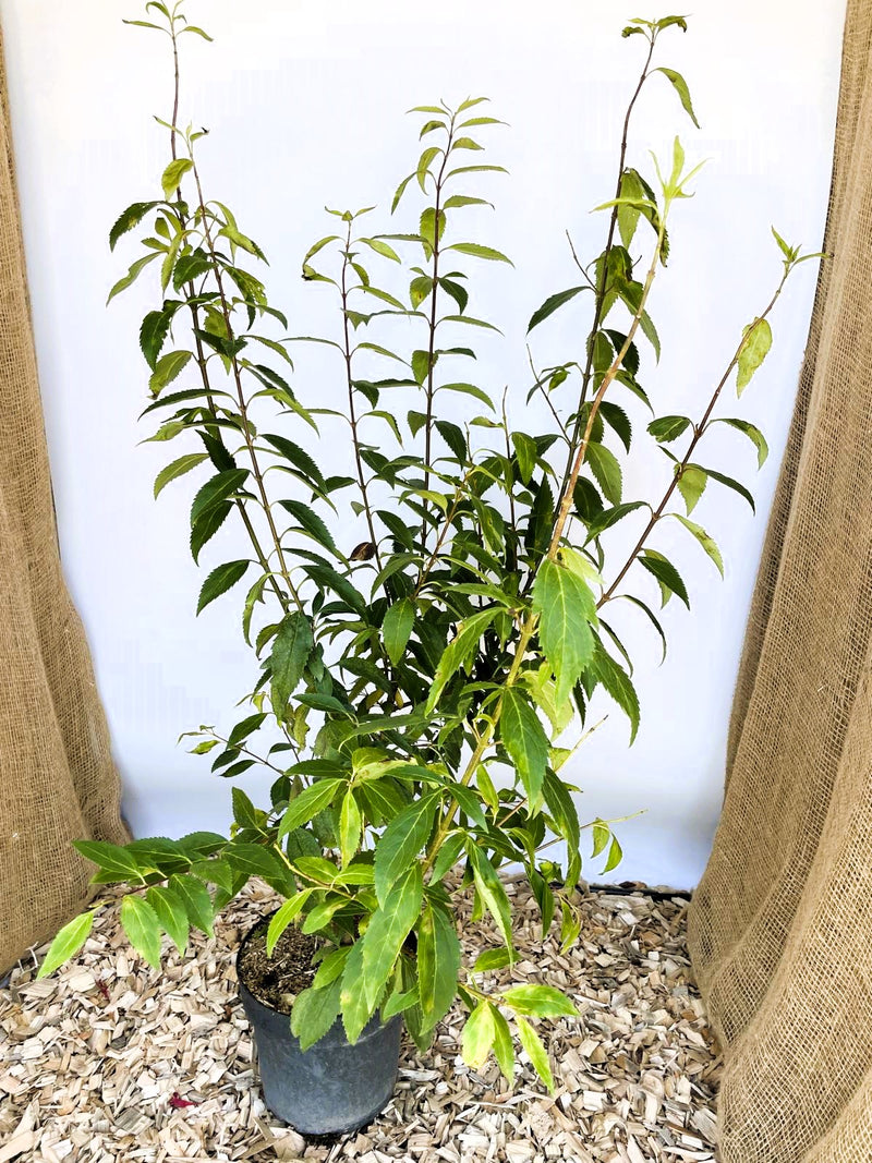 Forsythie Lynwood Gold - Topf-/Containerpflanzen