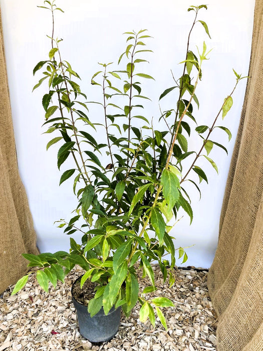 Forsythie Lynwood Gold - Topf-/Containerpflanzen