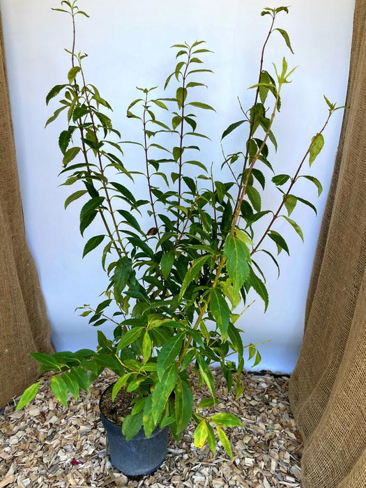 Forsythie Lynwood Gold - Topf-/Containerpflanzen