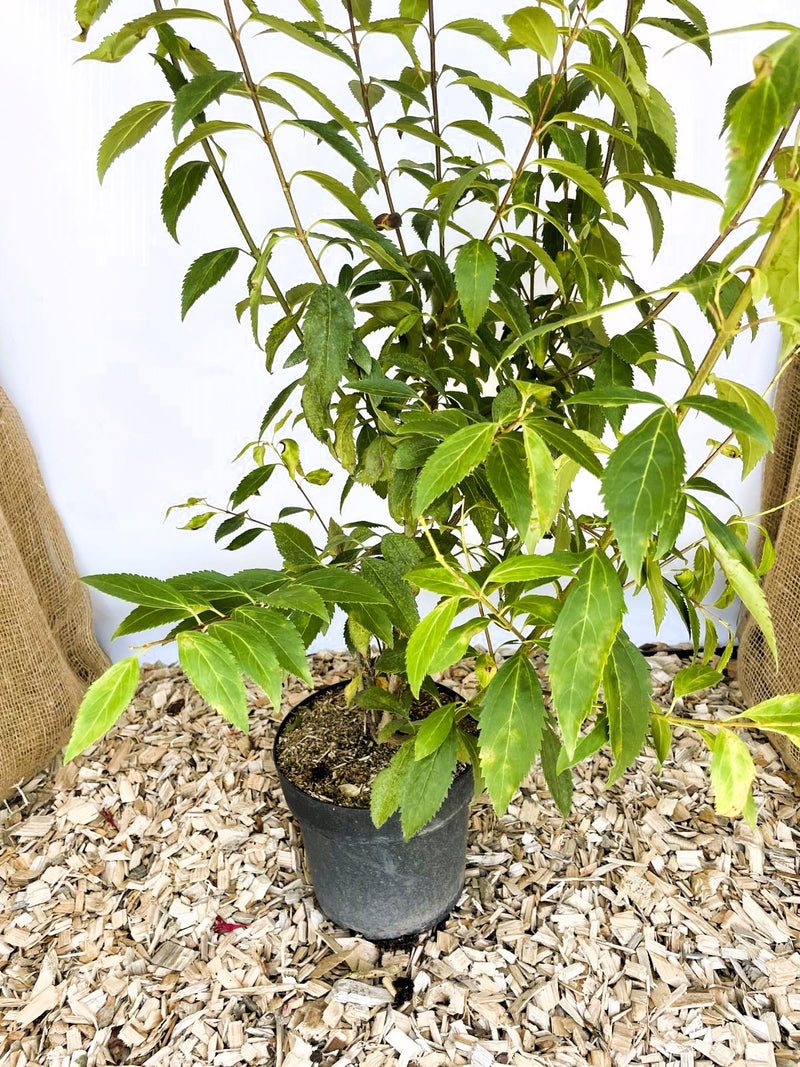 Forsythie Lynwood Gold - Topf-/Containerpflanzen