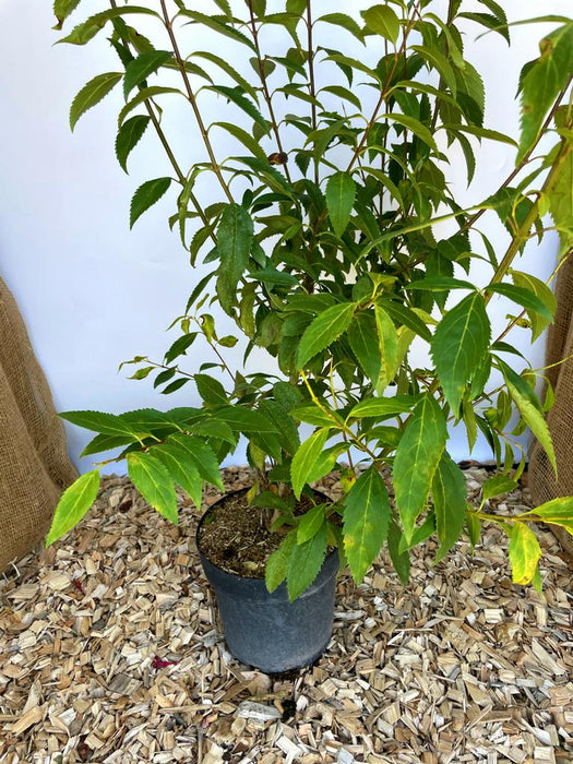 Forsythie Lynwood Gold - Topf-/Containerpflanzen