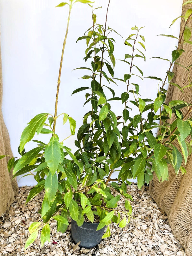 Forsythie Lynwood Gold - Topf-/Containerpflanzen