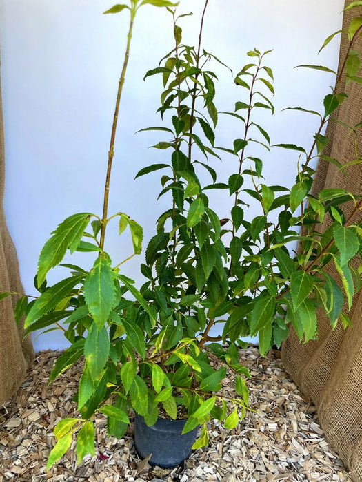 Forsythie Lynwood Gold - Topf-/Containerpflanzen