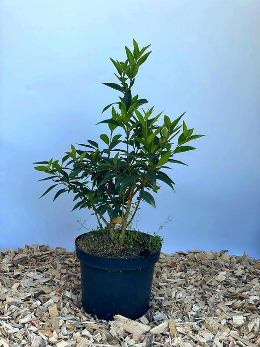 Forsythie Spectabilis - Topf-/Containerpflanzen