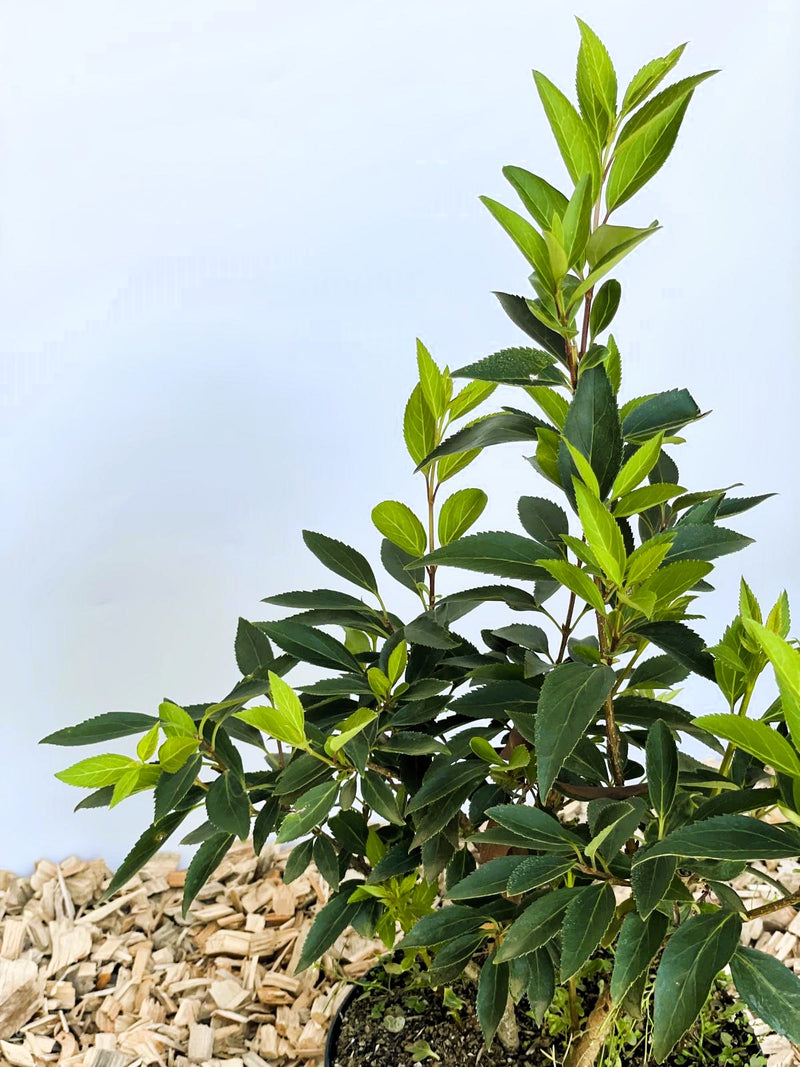 Forsythie Spectabilis - Topf-/Containerpflanzen