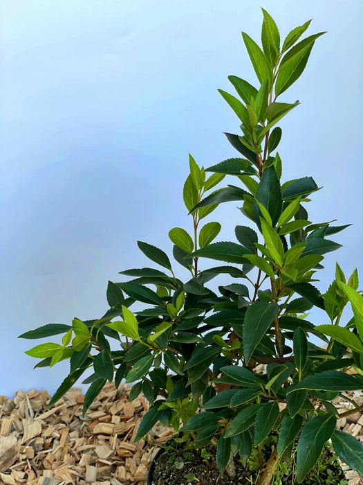 Forsythie Spectabilis - Topf-/Containerpflanzen