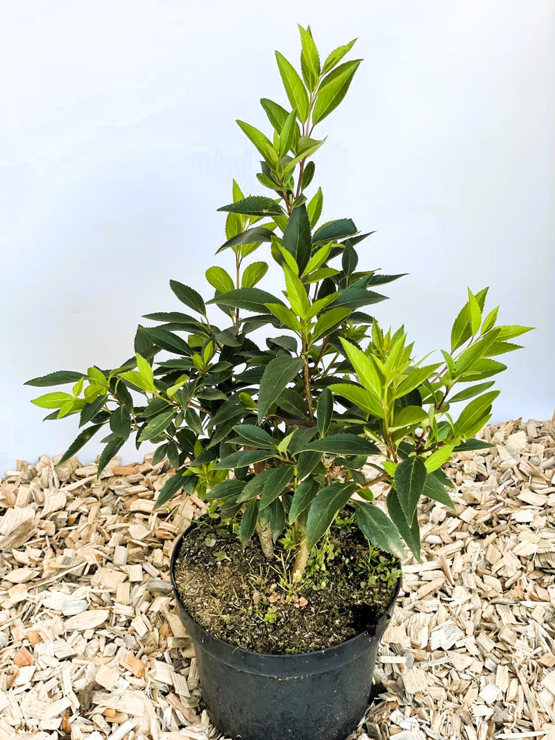 Forsythie Spectabilis - Topf-/Containerpflanzen