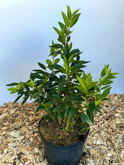 Forsythie Spectabilis - Topf-/Containerpflanzen