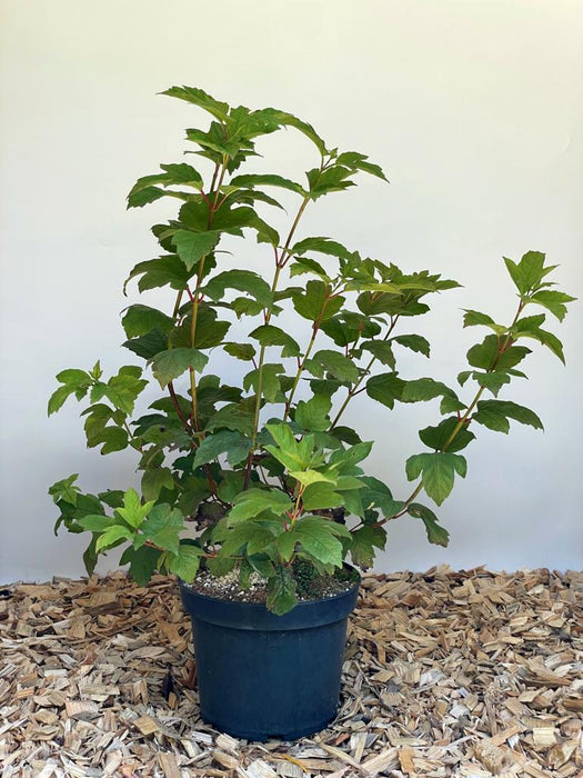 Gefüllter Schneeball Viburnum Opulus mit grünen Blättern in schwarzem Topf auf Holzspänen vor weißem Hintergrund.
