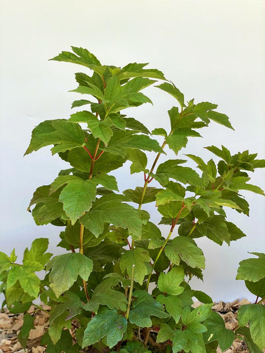 Gefüllter Schneeball Viburnum Opulus mit grünen, gelappten Blättern vor weißem Hintergrund und Mulchboden.