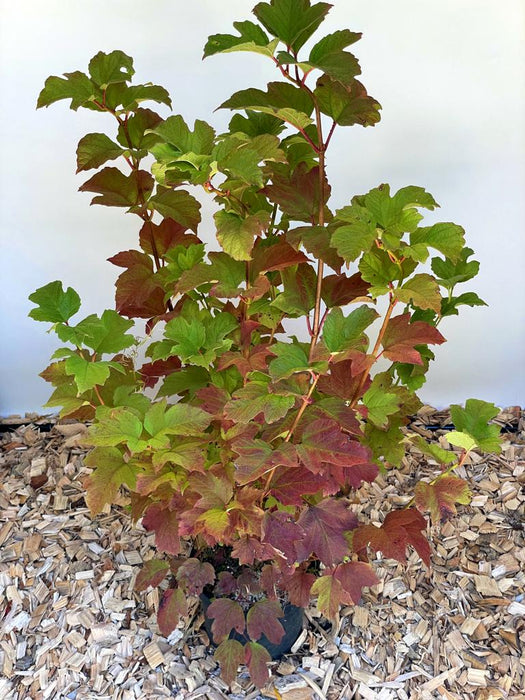 Gefüllter Schneeball Viburnum Opulus mit grünen und rot verfärbten Blättern in einem Topf auf Holzspänen.
