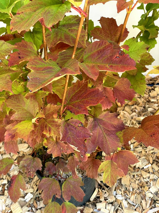 Gefüllter Schneeball Viburnum Opulus mit mehrfarbigen Blättern in Rot- und Grüntönen, umgeben von Holzspänen.
