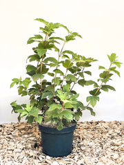 Gefüllter Schneeball Viburnum Opulus mit grünen Blättern in schwarzem Topf auf Holzspänen vor weißem Hintergrund.