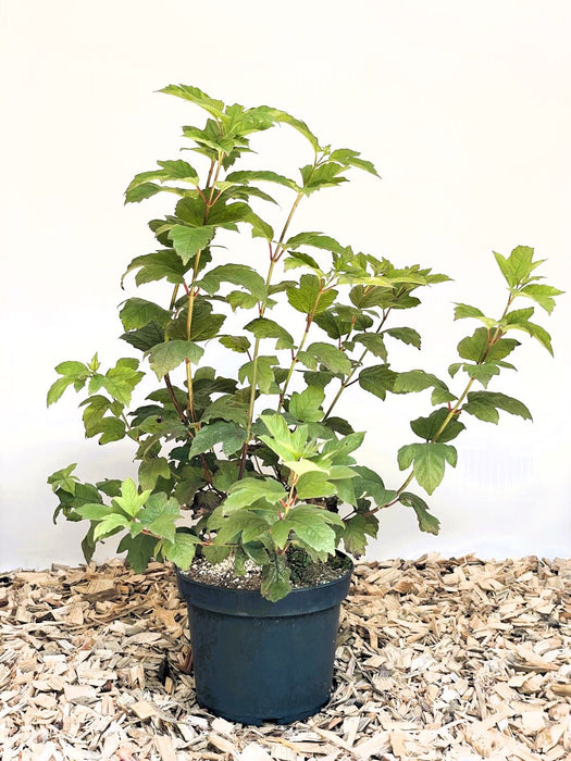 Gefüllter Schneeball Viburnum Opulus mit grünen Blättern in schwarzem Topf auf Holzspänen vor weißem Hintergrund.