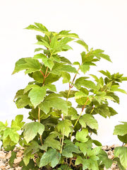 Gefüllter Schneeball Viburnum Opulus mit grünen, gelappten Blättern vor weißem Hintergrund und Mulchboden.