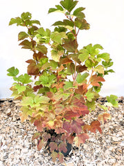 Gefüllter Schneeball Viburnum Opulus mit grünen und rot verfärbten Blättern in einem Topf auf Holzspänen.