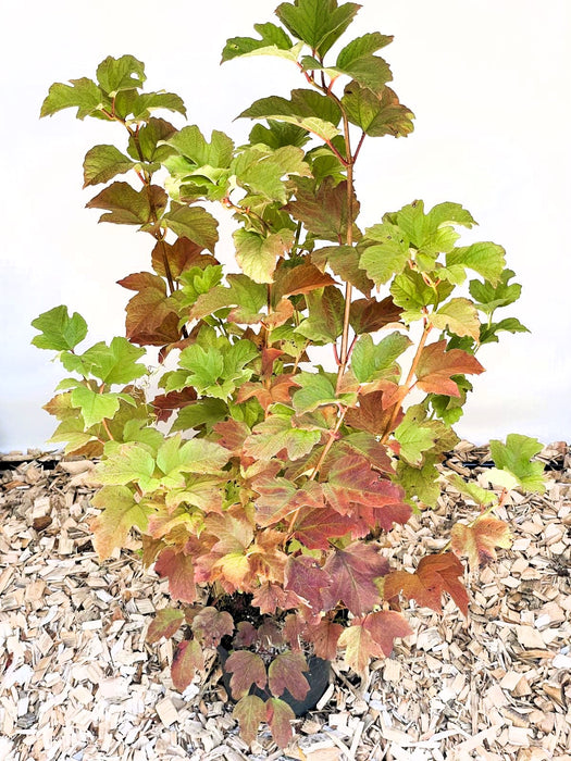 Gefüllter Schneeball Viburnum Opulus mit grünen und rot verfärbten Blättern in einem Topf auf Holzspänen.