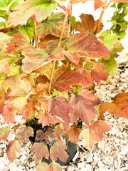 Gefüllter Schneeball Viburnum Opulus mit mehrfarbigen Blättern in Rot- und Grüntönen, umgeben von Holzspänen.