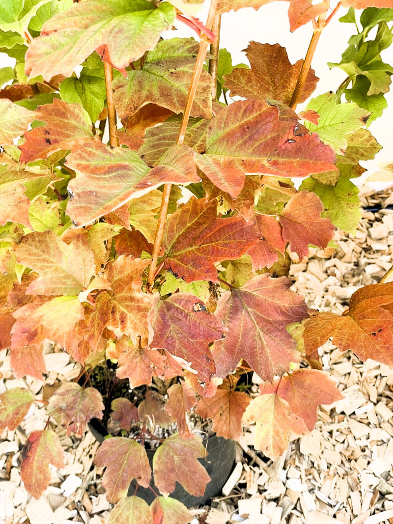 Gefüllter Schneeball Viburnum Opulus mit mehrfarbigen Blättern in Rot- und Grüntönen, umgeben von Holzspänen.