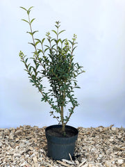 Gemeiner Liguster Ligustrum Vulgare mit grünen Blättern und kleinen grünen Beeren in schwarzem Topf auf Holzspänen vor blauem Hintergrund.
