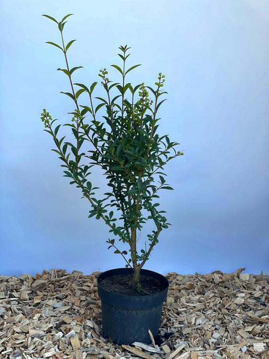 Gemeiner Liguster Ligustrum Vulgare mit grünen Blättern und kleinen grünen Beeren in schwarzem Topf auf Holzspänen vor blauem Hintergrund.