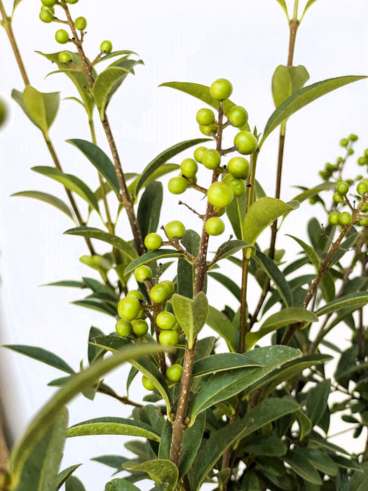 Gemeiner Liguster Ligustrum Vulgare – Grüne Beeren und längliche Blätter des Gemeinen Liguster Ligustrum Vulgare vor hellem Hintergrund.