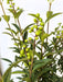 Gemeiner Liguster Ligustrum Vulgare – Grüne Beeren und längliche Blätter des Gemeinen Liguster Ligustrum Vulgare vor hellem Hintergrund.