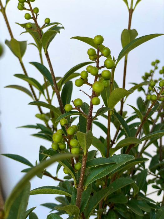 Gemeiner Liguster Ligustrum Vulgare – Grüne Beeren und längliche Blätter des Gemeinen Liguster Ligustrum Vulgare vor hellem Hintergrund.