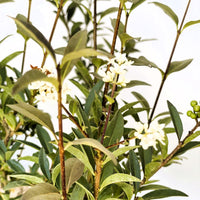 Gemeiner Liguster Ligustrum Vulgare mit grünen Blättern und kleinen weißen Blüten an braunen Zweigen vor hellem Hintergrund.